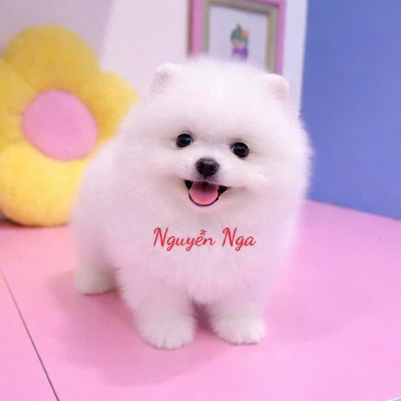 Chó Phốc Sóc - PSV 16009